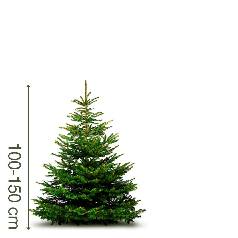 Juletræ 100-150 cm