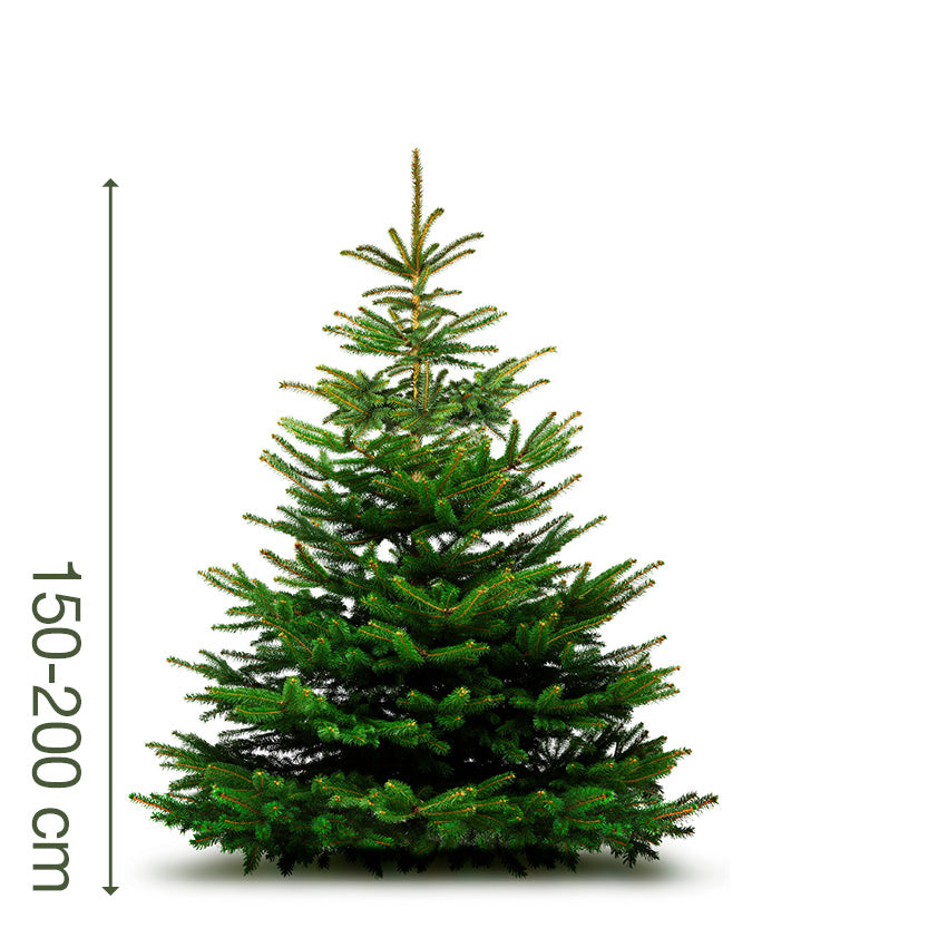 Juletræ 150-200 cm