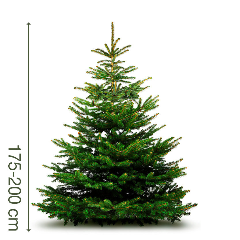Juletræ 175-200 cm